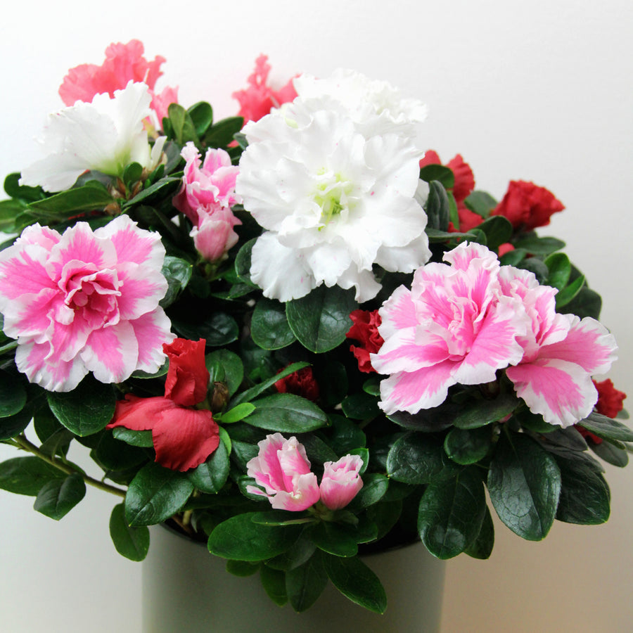 Azalea Carnaval AZALEACARVAL- indoor azalea bush four flowering plants - image1 1