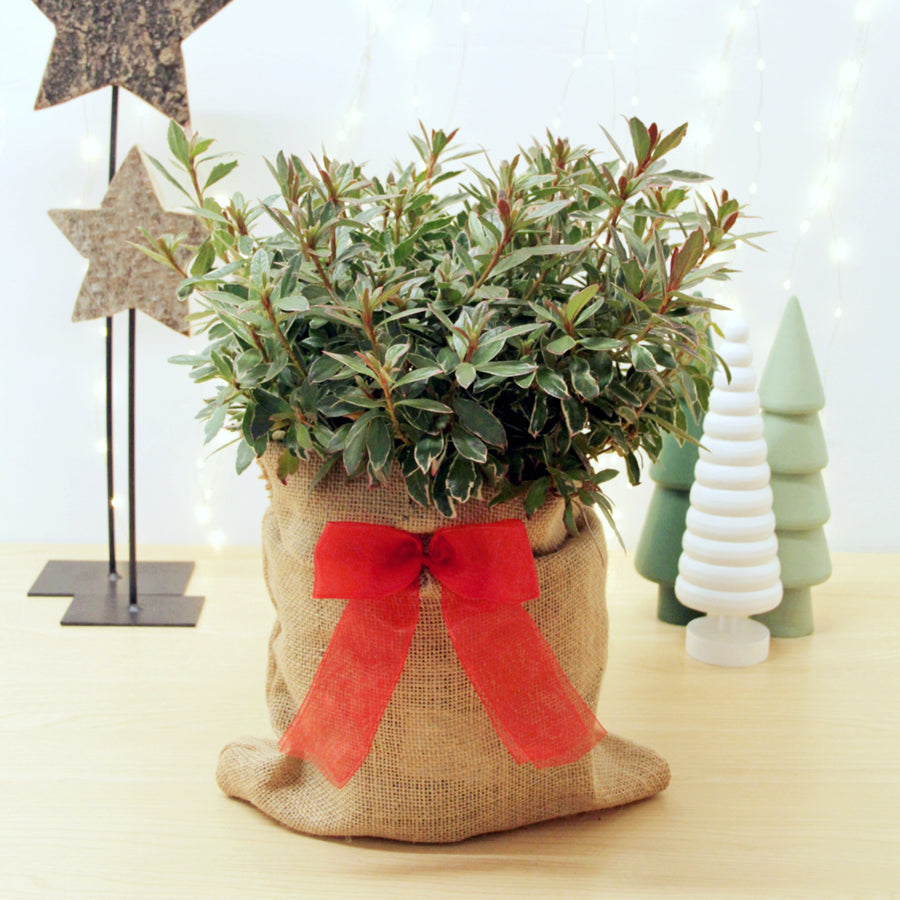 Red Azalea Hotshot Plant Gift Wrapped Red Azalea Hotshot Plant Gift Wrapped image1 1