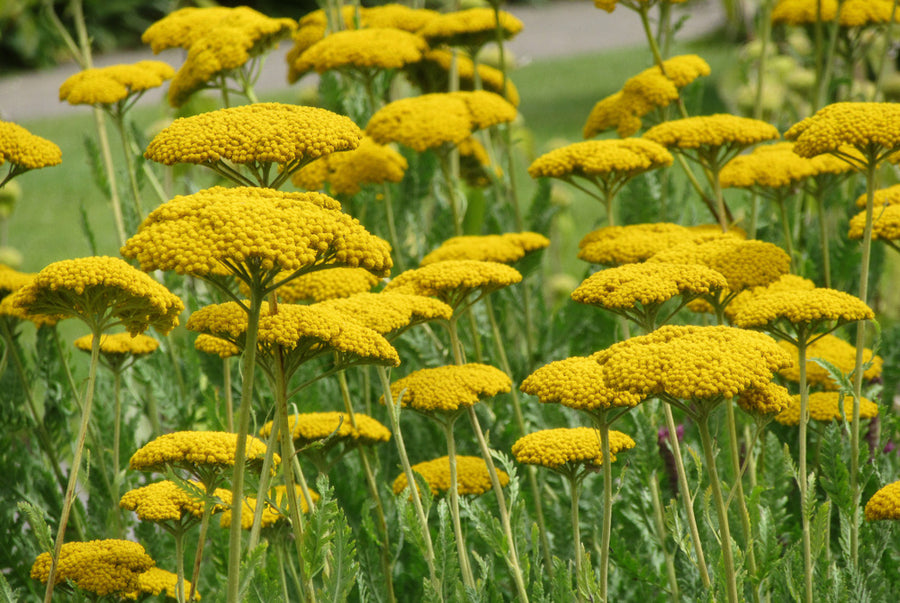 Achillea Yarrow - Coronation Gold Achillea-Coronation-Gold 6