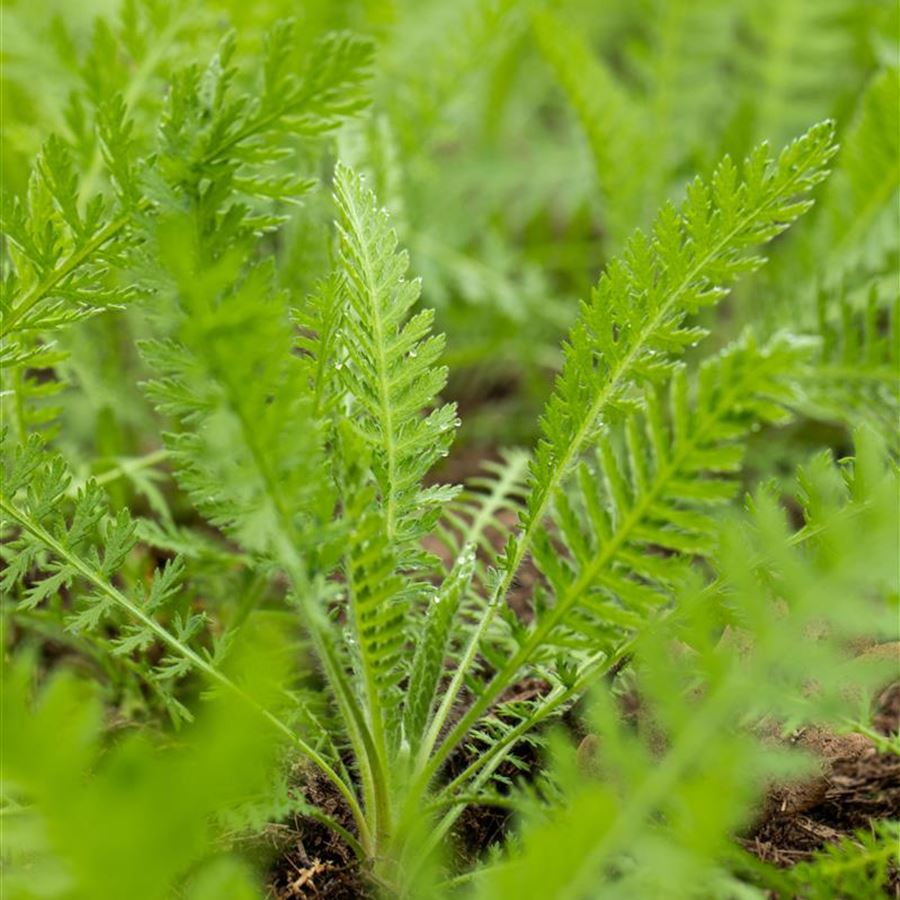 Achillea Yarrow - Coronation Gold Achillea-filipendulina-Coronation-Gold-900x900-proportionalsmallest 7