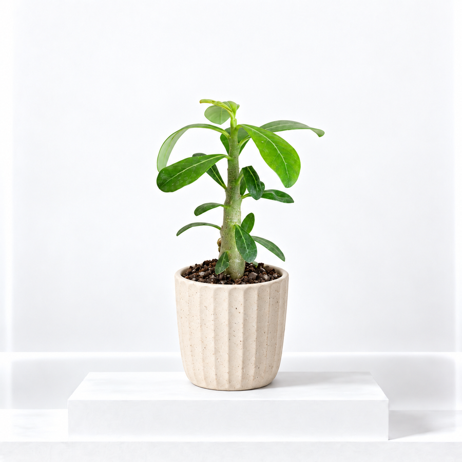Adenium obesum Desert Rose Plant  1