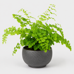 Bathroom Houseplant Collection - Maidenhair Fern, Spider Plant & Happy Leaf Manjula Pothos  4