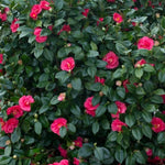 Adolphe Audusson Camellia  3