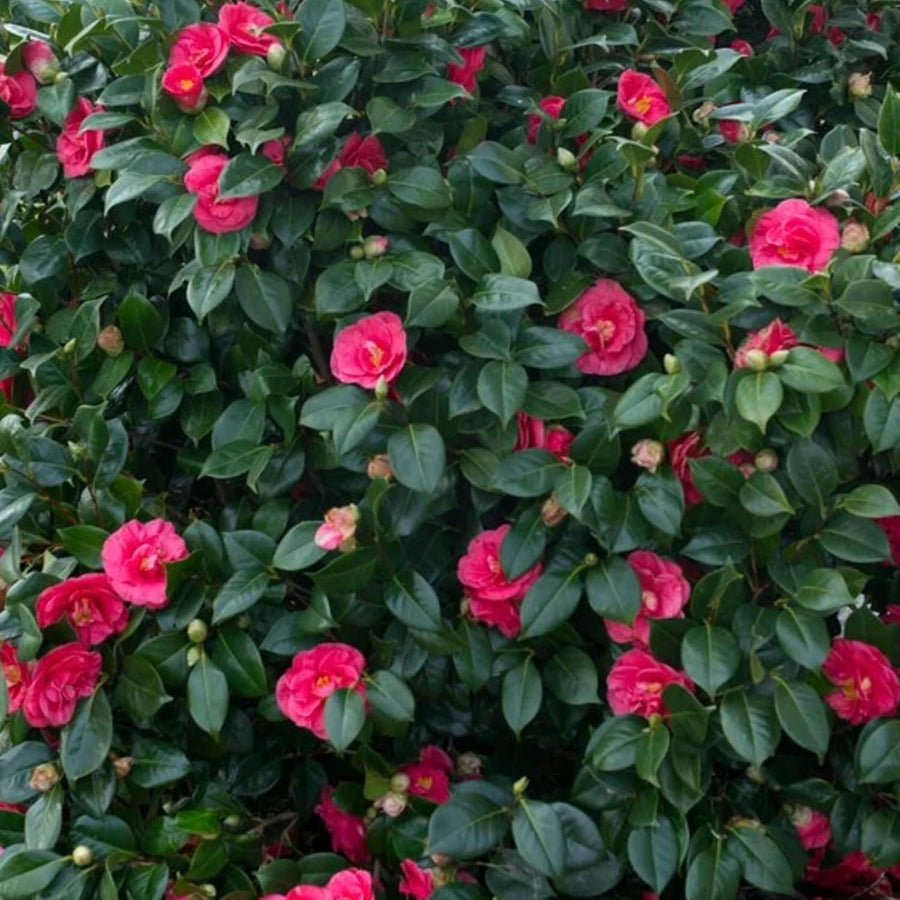 Adolphe Audusson Camellia  3