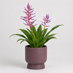 Bold Statement Houseplant Collection - Bromeliad Urn, Peperomia Caperata Roja Grande & Aechmea Blue Rain  3