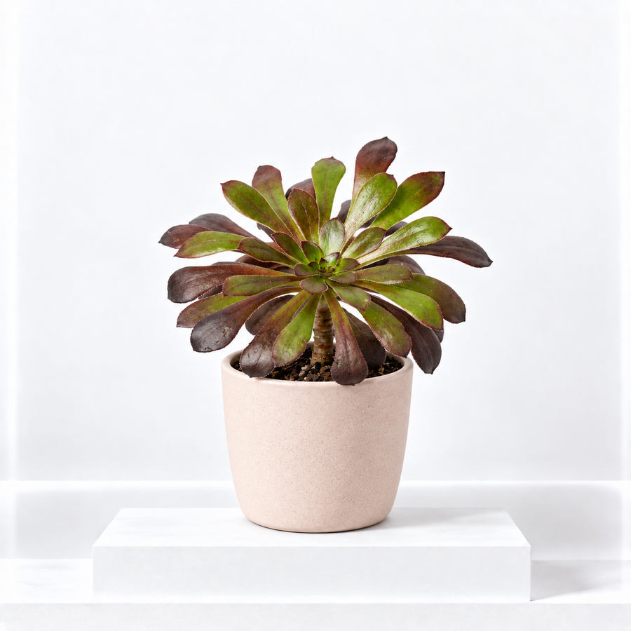 Aeonium Arboreum Schwarzkopf  1