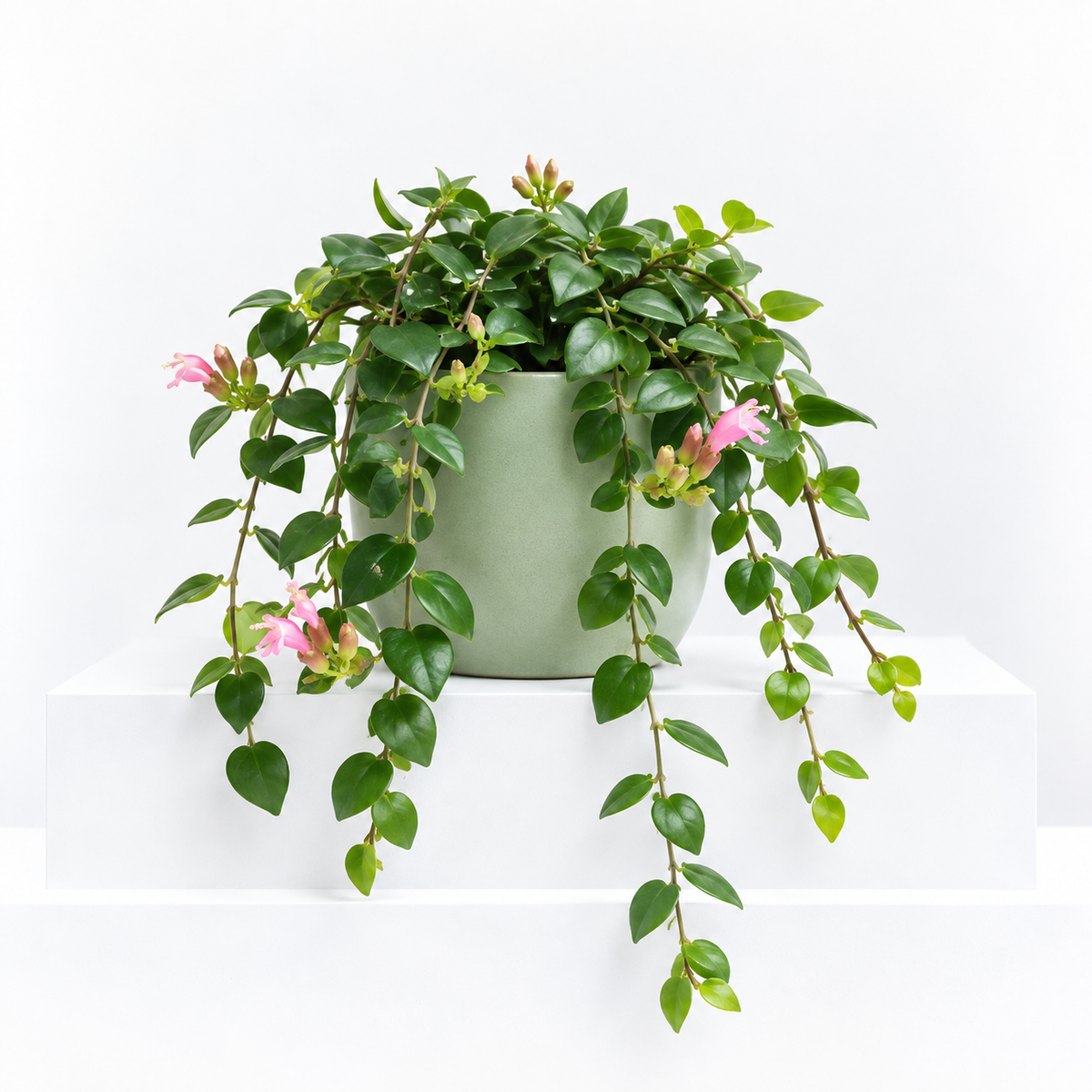 Aeschynanthus 'Thai Pink' Lipstick Hanging Plant