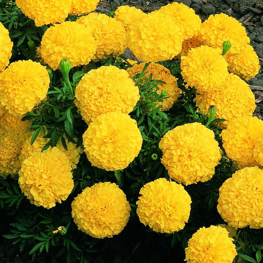 African Marigold Plant  4
