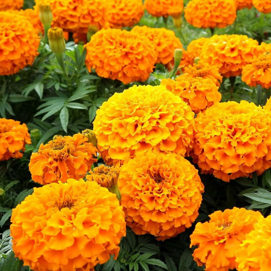 African Marigold Plant  1