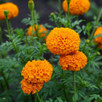 African Marigold Plant  2