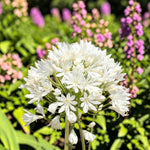 Agapanthus Arctic Star Plant  1