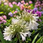 Agapanthus Arctic Star Plant  2