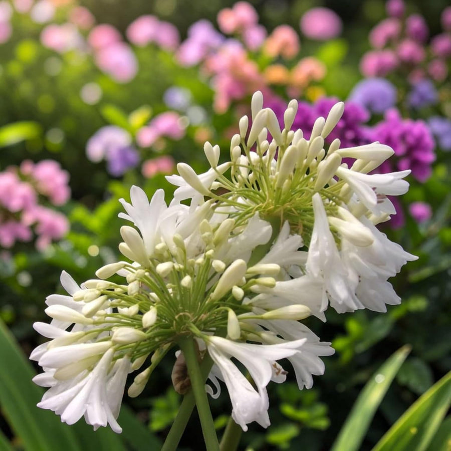 Agapanthus Arctic Star Plant  2