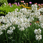 Agapanthus Arctic Star Plant  3