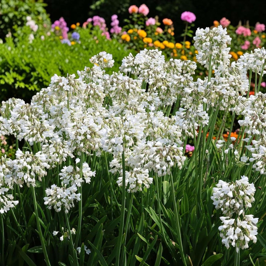 Agapanthus Arctic Star Plant  3