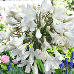 Agapanthus Arctic Star Plant  4