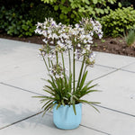 Agapanthus Fireworks Plants  2