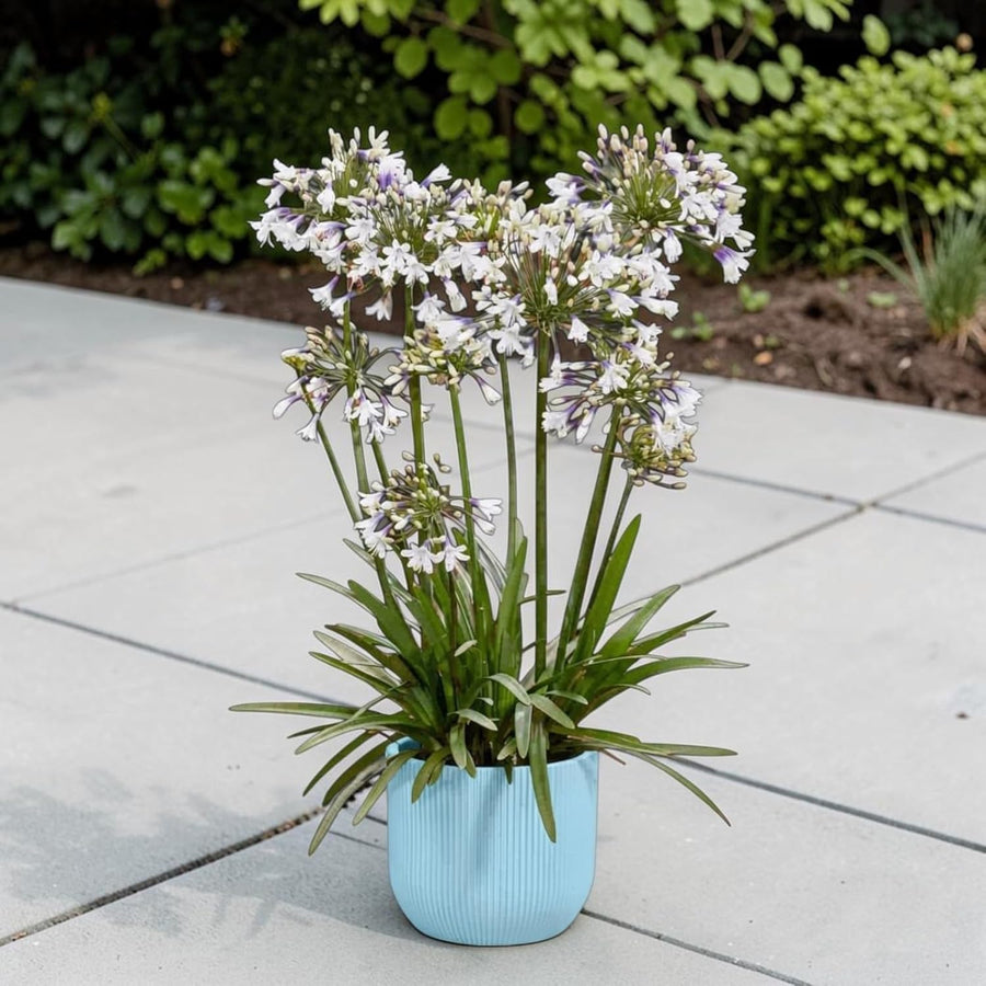 Agapanthus Fireworks Plants  2