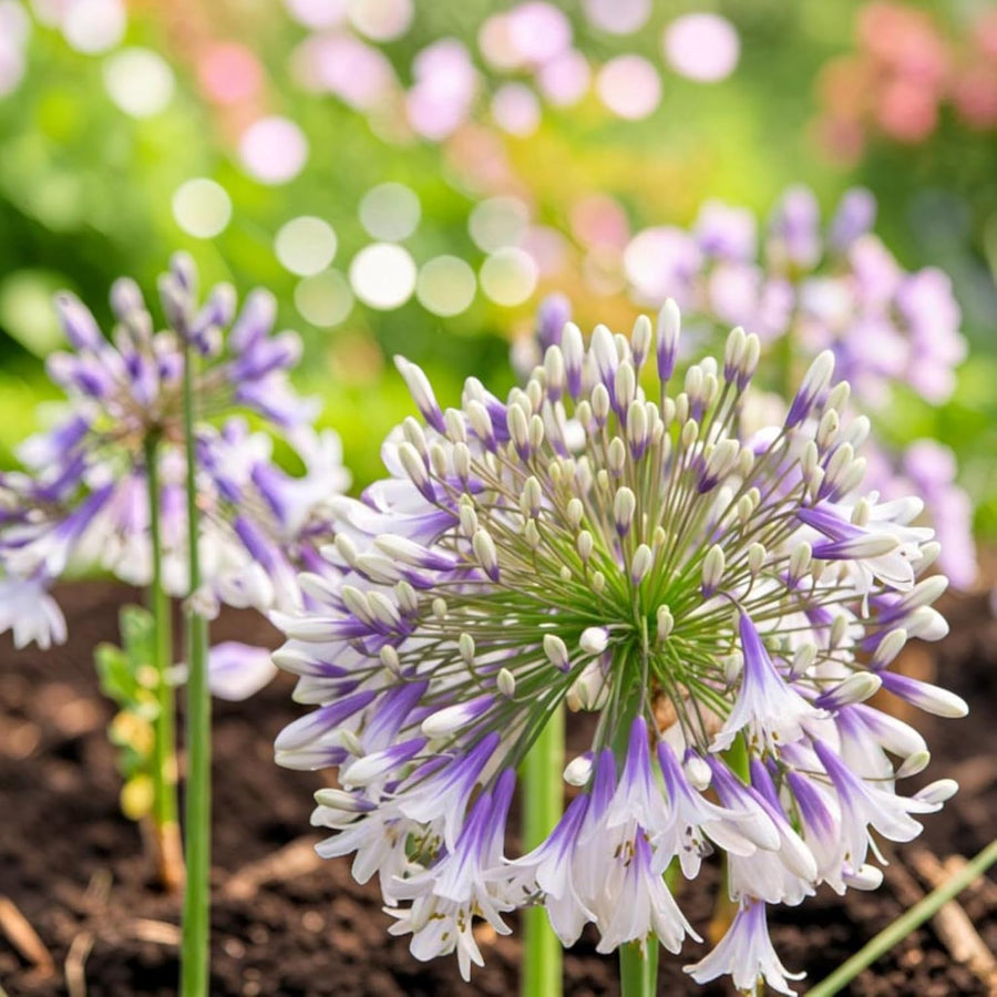 Agapanthus Fireworks Plants  3