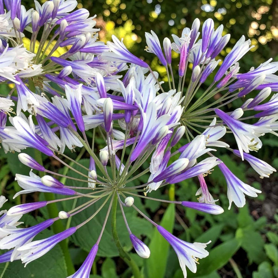 Agapanthus Fireworks Plants  1