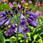 Agapanthus Poppin Purple Plant  2