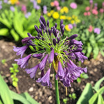 Agapanthus Poppin Purple Plant  3