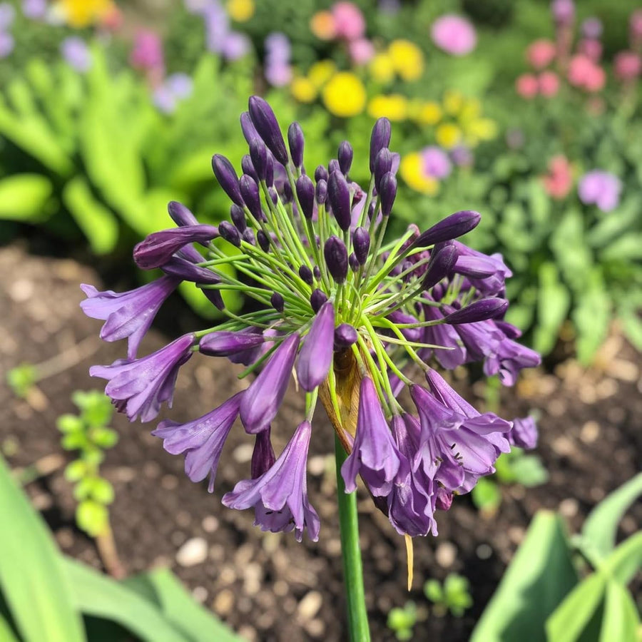 Agapanthus Poppin Purple Plant  3