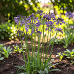 Agapanthus Poppin Purple Plant  4