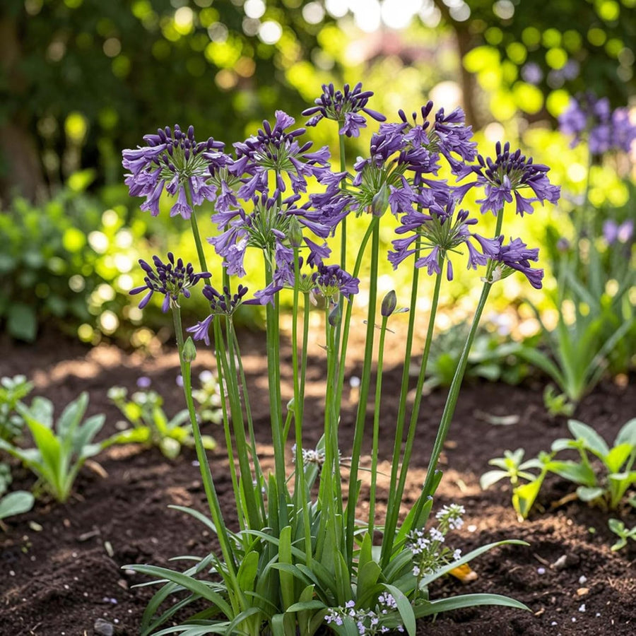 Agapanthus Poppin Purple Plant  4