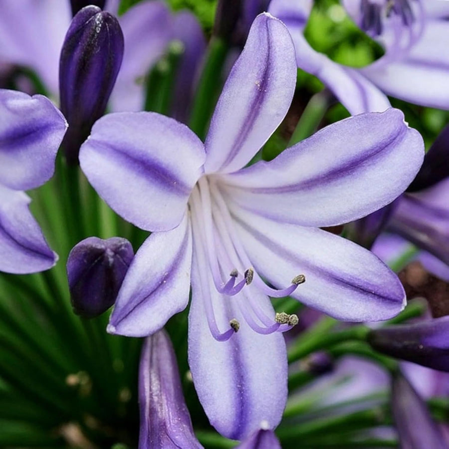 Agapanthus Poppin Purple Plant  1
