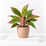 Aglaonema Light Star  1