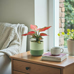 Aglaonema Cherry Baby  4