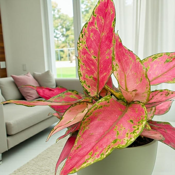 aglaonema cherry pink Aglaonema Cherry Baby