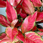 Aglaonema Cherry Baby  2