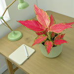 Aglaonema Cherry Baby  3