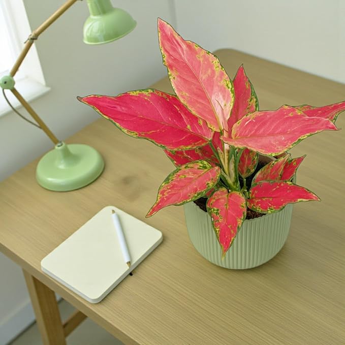 Aglaonema Cherry Baby  3