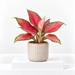 Aglaonema Lucky Red Chinese Evergreen Indoor Plant  1