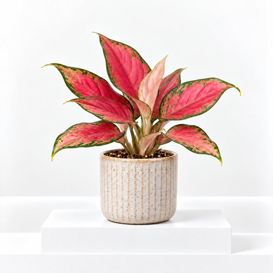 Aglaonema Lucky Red Chinese Evergreen Indoor Plant  1