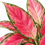 Aglaonema Lucky Red Chinese Evergreen Indoor Plant  2