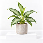 Aglaonema White Diamond Chinese Evergreen Indoor Plant  1