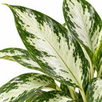 Aglaonema White Diamond Chinese Evergreen Indoor Plant  2