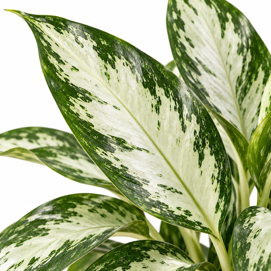 Aglaonema White Diamond Chinese Evergreen Indoor Plant  2