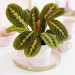 Air Purifying Plant Collection - Peace Lily, Maranta Fascinator & Golden Pothos  2