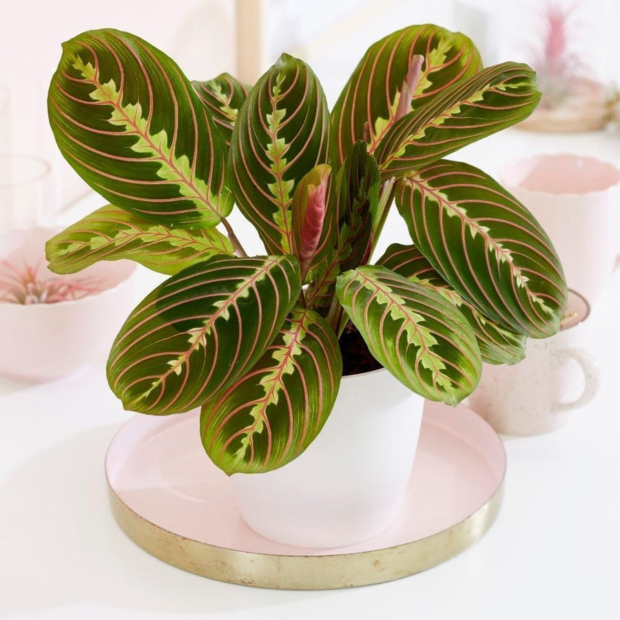 Air Purifying Plant Collection - Peace Lily, Maranta Fascinator & Golden Pothos  2