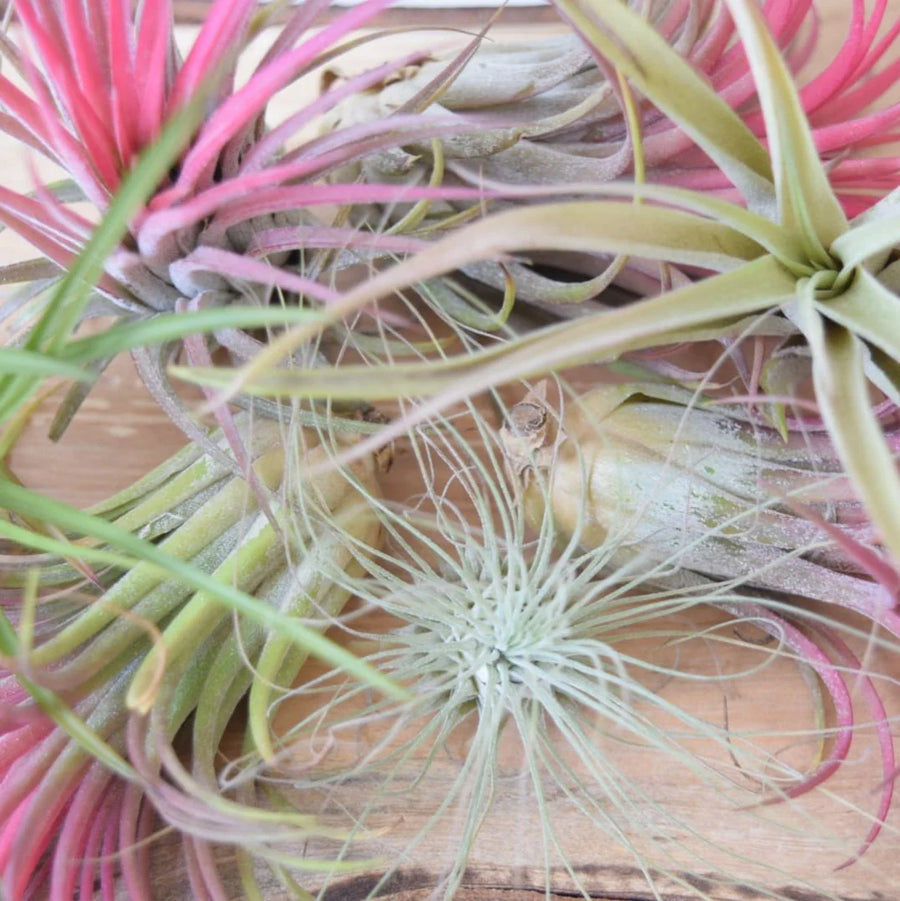 5 x Air Plants Mix Tillandsia  6