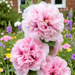 Hollyhock Apple Blossom  1