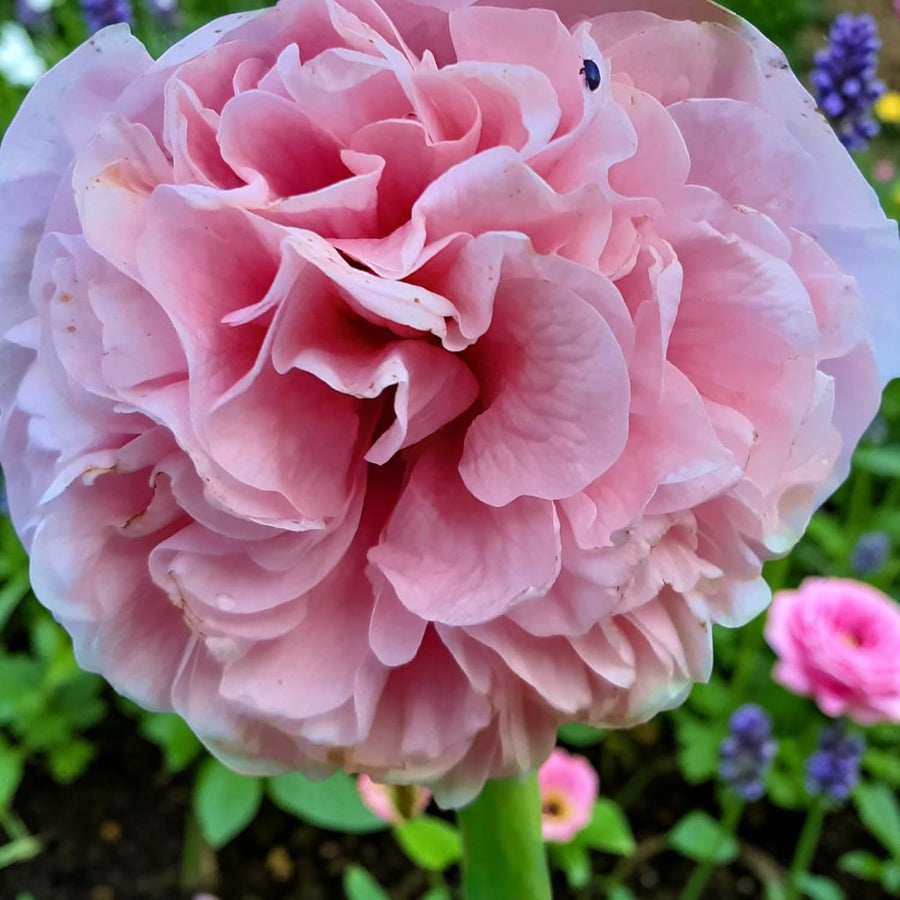 Hollyhock Apple Blossom  2