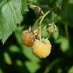 Raspberry All Gold  2