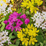 Allium 100 Bulb Mix  3