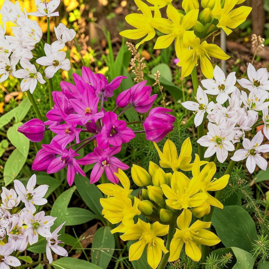 Allium 100 Bulb Mix  3